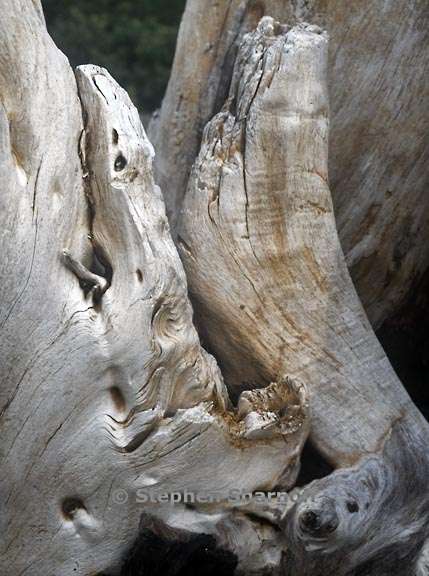 driftwood 3749 8 graphic